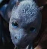 /gallery/dragon2.jpg